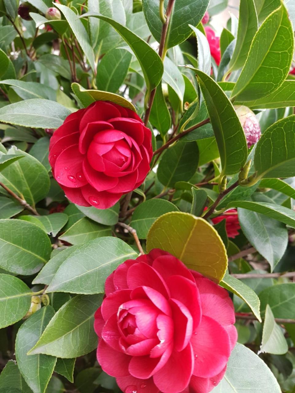 나폴리 Il Giardino Di Vico Neve B&B 외부 사진